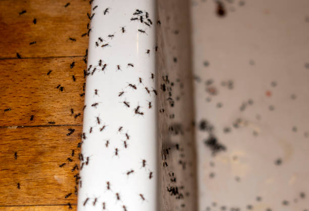 Pest Control for Restaurants in Fort Washakie, WY