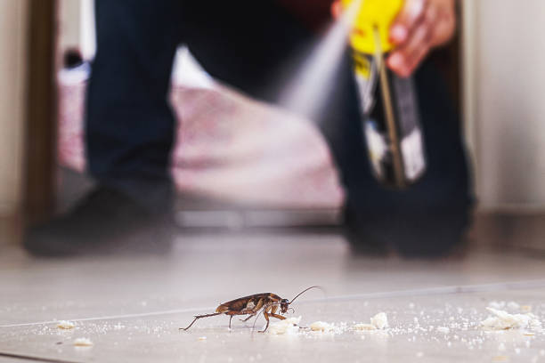 Best Spider Control Near Me  in Fort Washakie, WY