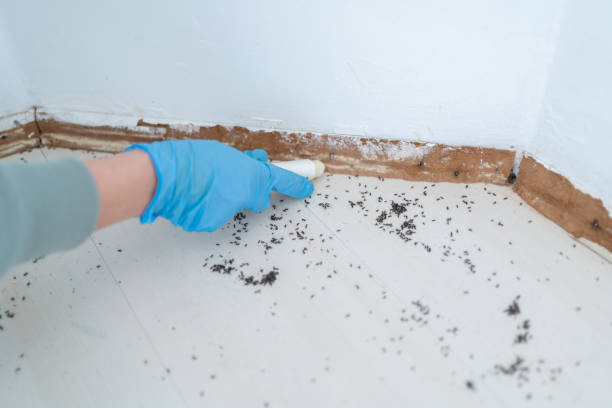 Best Termite Control Services  in Fort Washakie, WY